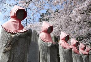 Ngắm hoa anh đào Jizo