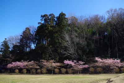 Hoa anh đào Kawazu