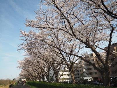 Yoshino cherry tree