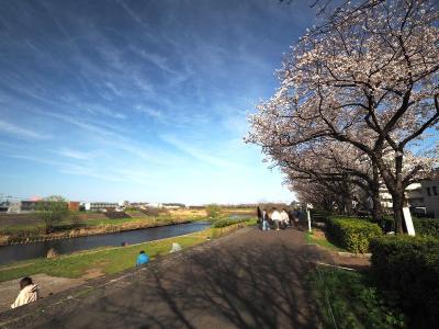 Yoshino cherry tree 2