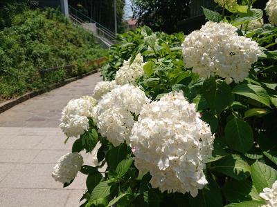 hoa cẩm tú cầu trắng
