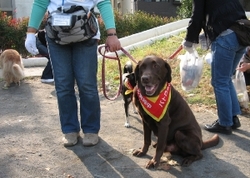 An image of a doggie patrol