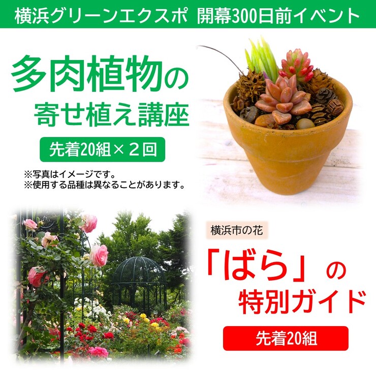 多肉植物とバラ園の画像