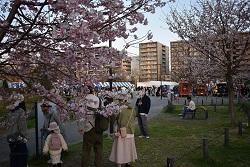 桜咲く蒔田公園の写真