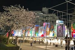 夜桜と絵どうろうの写真