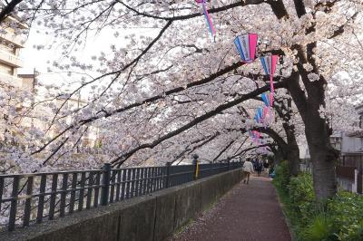 Cherry blossom tunnel