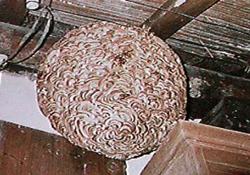 The hornet's nest is a ball-shaped nest and has a marble pattern. There is one burrow.