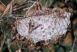 芦蜂的巢是荷花的果实型。从下面可以看到很多洞穴。