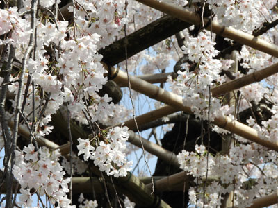普門院の枝垂れ桜その2