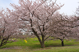 清水ケ丘公園の桜