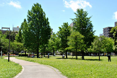 夏の蒔田公園は緑がいっぱい。
