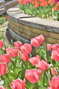 Fotografe 1 da tulipa do Parque de Yokohama de 26 de março de 2020