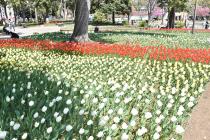 Photo 4 of Tulips in Yokohama Park on March 26, 2020