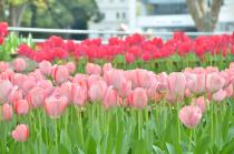 2020年4月3日の横浜公園のチューリップの写真3