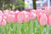 Photo 2 of Tulips in Yokohama Park on April 10, 2020