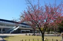 2021年3月15日の横浜公園のチューリップの写真4