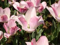 Tulipa imagem 4