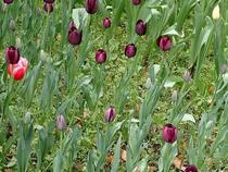 Tulipa imagem 2