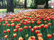 Hình ảnh hoa tulip 3