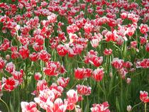 Tulipa imagem 3
