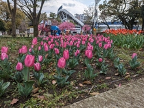 Hình ảnh hoa tulip 1