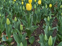 Hình ảnh hoa tulip 3