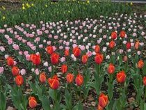 Hình ảnh hoa tulip 4