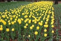 Hình ảnh hoa tulip 2