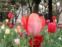 Tulipa imagem 4