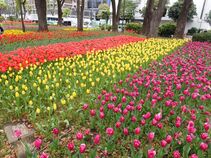 Hình ảnh hoa tulip 1