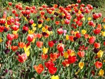 Hình ảnh hoa tulip 2