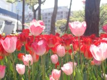 Hình ảnh hoa tulip 4