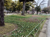 チューリップ画像３