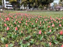 チューリップ画像２