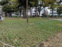 チューリップ画像４