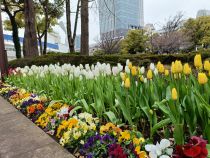 チューリップ画像１