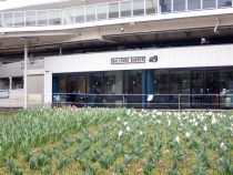 チューリップ画像１