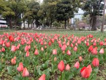 チューリップ画像２