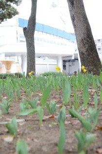 チューリップ画像４