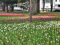 チューリップ画像１