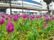 チューリップ画像２