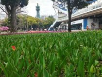 チューリップ画像４