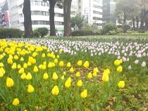 チューリップ画像１