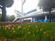 チューリップ画像２