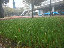 チューリップ画像３