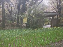 チューリップ画像４