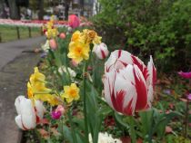 チューリップ画像１