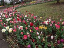 チューリップ画像２