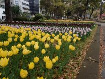 チューリップ画像３