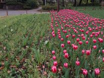 チューリップ画像４